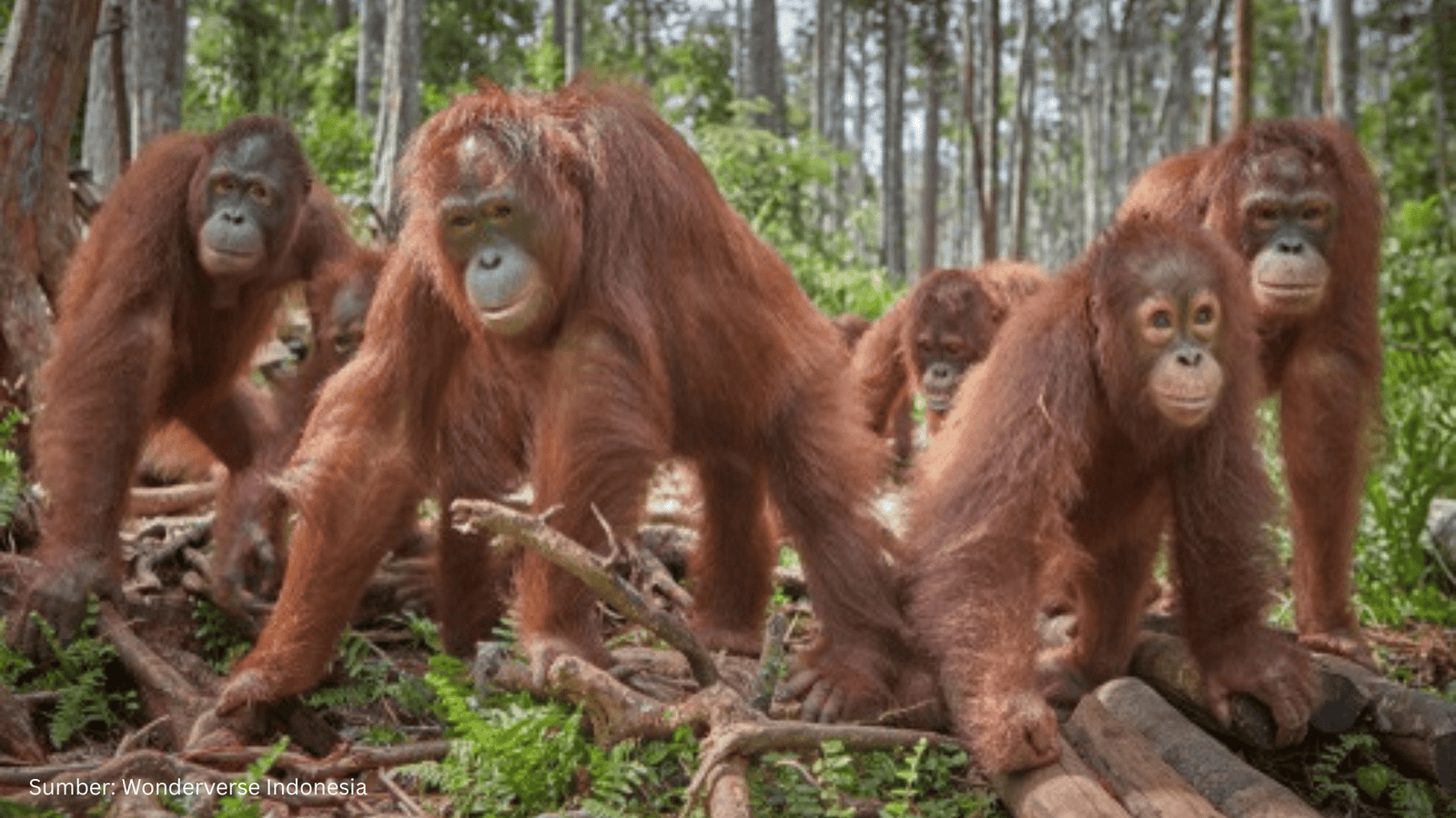 BRIN dan YKAN Petakan Satwa Liar Kalimantan untuk Konservasi Berkelanjutan